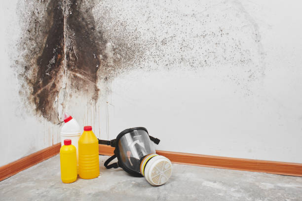 Best Mold Cleaning Services  in North Bend, NE