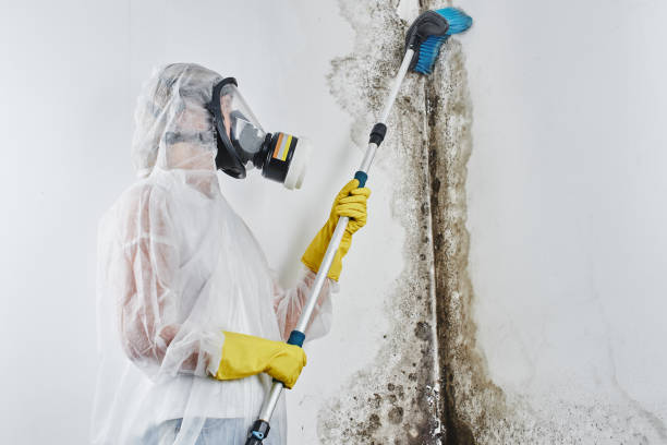 Best Crawl Space Mold Removal  in North Bend, NE