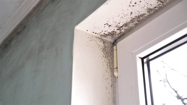 Best Commercial Mold Removal  in North Bend, NE