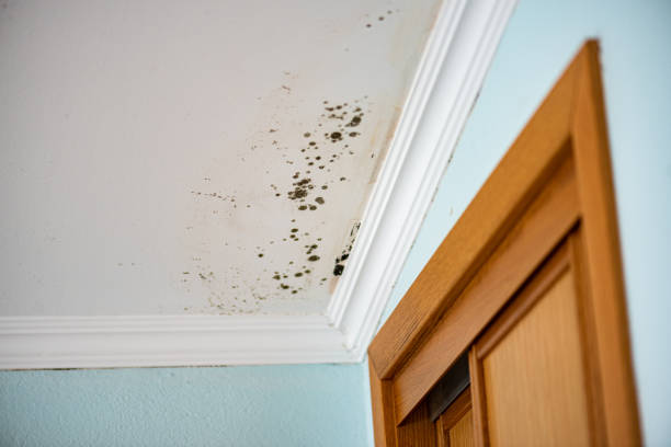 Best Mold Remediation Experts  in North Bend, NE