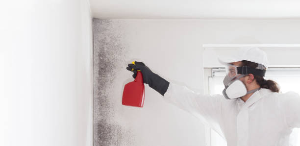 Best Emergency Mold Removal  in North Bend, NE