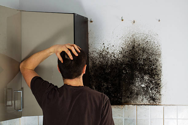 Professional Mold Removal in North Bend, NE