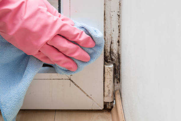 Best Professional Mold Removal  in North Bend, NE