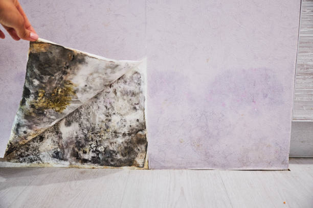 Best Emergency Mold Removal  in North Bend, NE